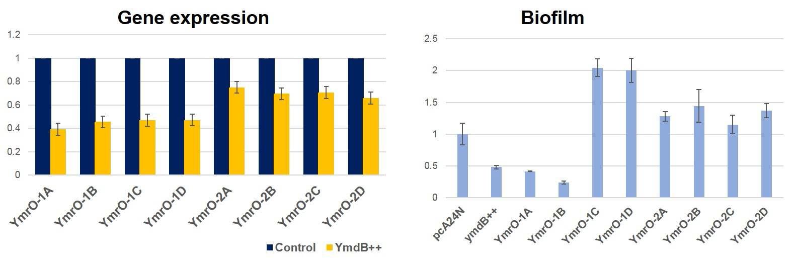 YmdB-dependent 조절 유전자 및 돌연변이 균주에서 biofilm 효과