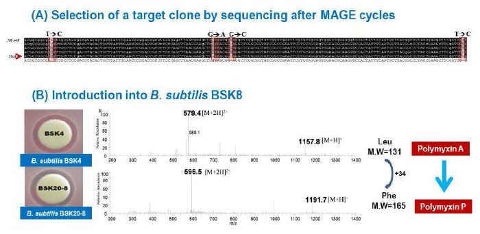 polymyxin engineering 가능성