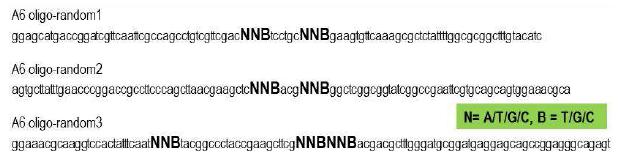 Oligo circuits for generating of random A6-domain modification