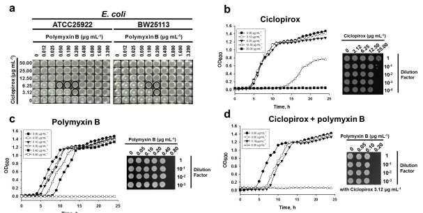 E. coli에 대한 ciclopirox/폴리믹신 B 조합효과