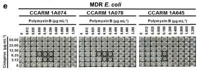 MDR 대장균에서의 ciclopirox/폴리믹신 효과