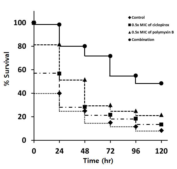Galleria mellonella 유충에tj ciclopirox/폴리믹신 B 시너지 입증. Acinetobacter baummanii (1 x 106 cfu)를 접종 후 mortality 관찰.