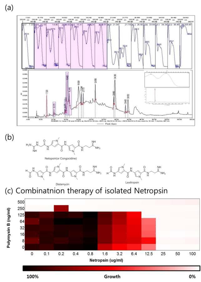 방선균 배양액에서 Netropsin의 분리