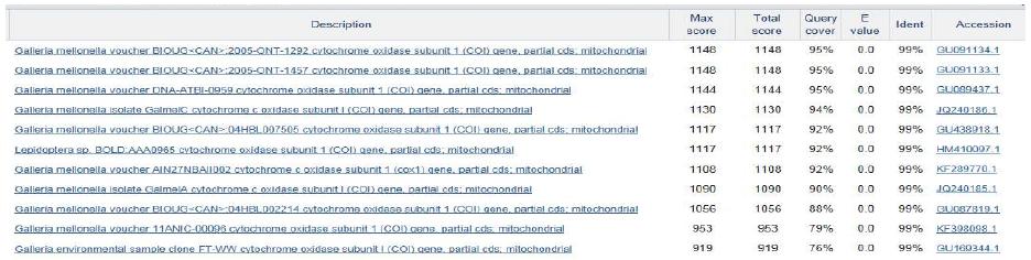 cytochrome oxidase를 이용한 BLAST 결과