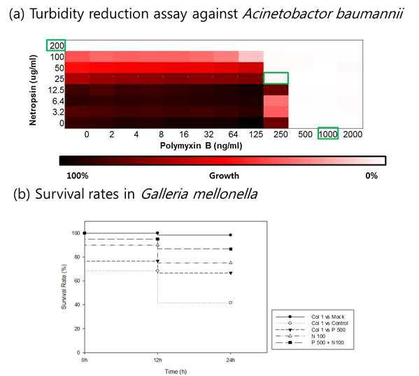 G. mellonella model system을 이용한 A. baumannii에 대한 polymyxin-netropsin 병행처리 효과