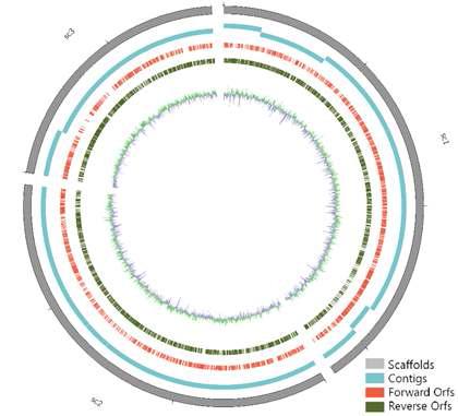 Genome contigs order in Scaffolds