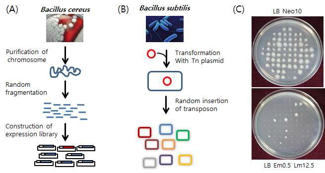 (A) Bacillus cereus genome의 overexpression library 구축 모식도. (B) mariner-based transposon을 이용한 Bacillus subtilis 의 insertional mutation library 구축 모식도. (C) Bacillus subtilis Tn mutation rate 측정. Tn mutant는 neomycin에 resistant 하고 erythromycin에 sensitive 하다.