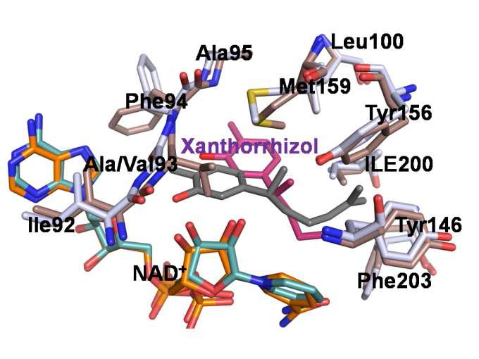 Xanthorrhizol targets FabI.