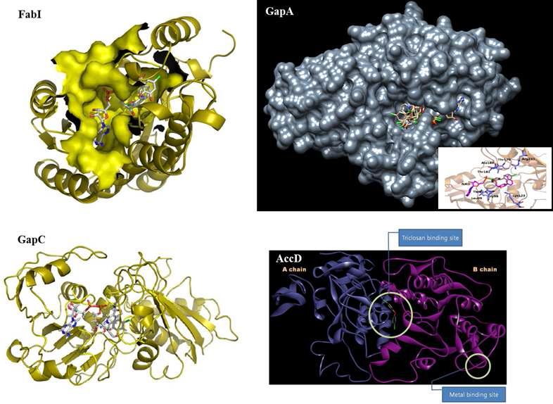 Molecular docking of FabI, GapA, GapC and AccD with triclosan