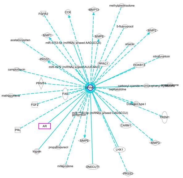 AR-SPINLK1 유전자 네트워크