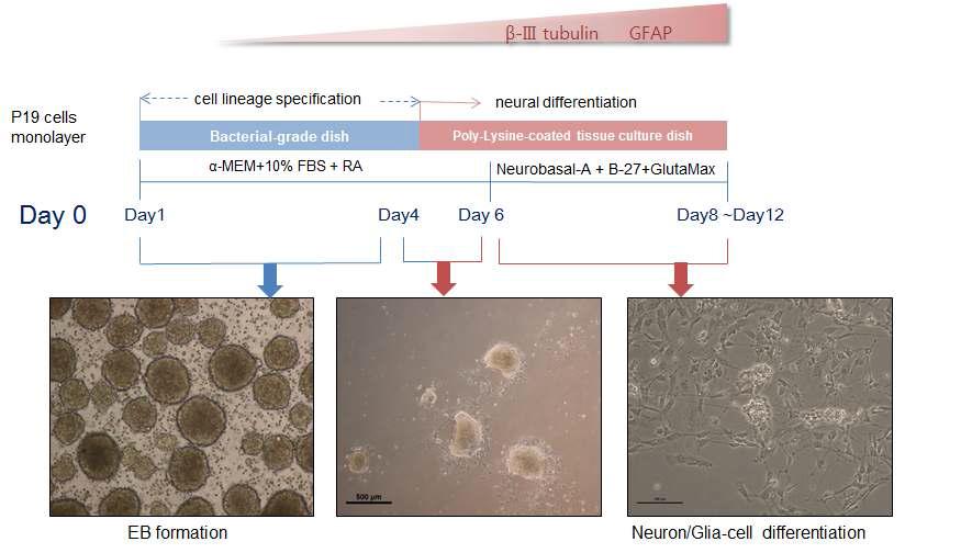 P19 cell의 신경세포 분화 시스템