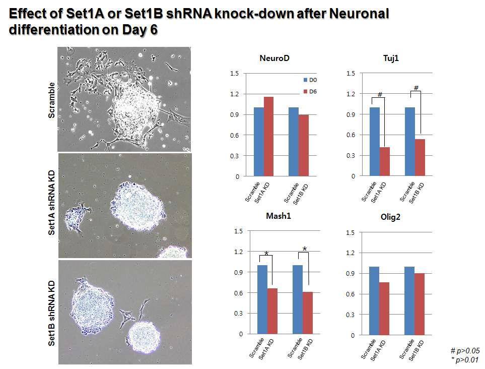 Set1A, Set1B Knock-down에 의한 신경세포 분화의 결함