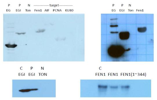 Far-western blot를 이용한 EndoG 상호작용 단백질 탐색(위)와 Co-Ip를 이용한 FEN1과 EndoG의 상호작용 확인(아래)