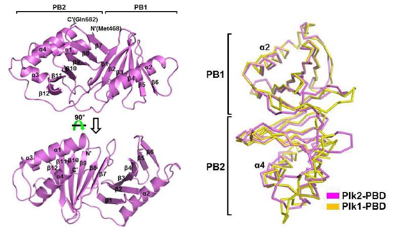 Plk2 polo box domain 삼차구조 (좌) 및 Plk1 polo box domain과의 구조비교 (우)