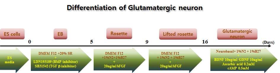 전분화능 줄기세포 기반 Glutamatergic neuron으로의 분화 최적화 수립