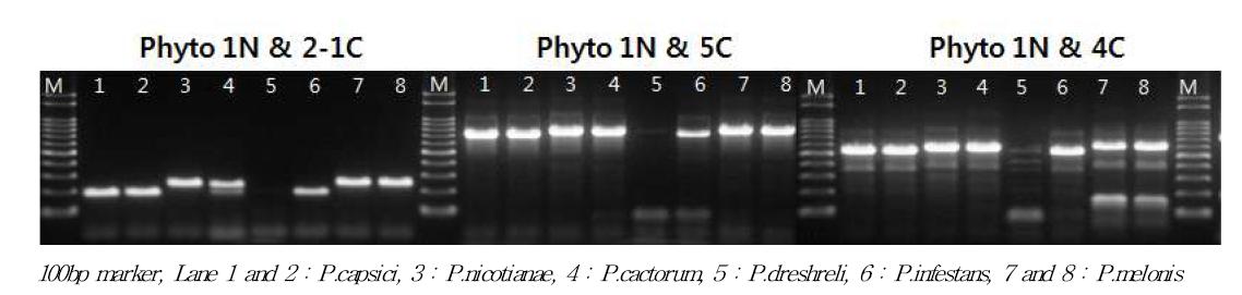 진단용 프라이머를 이용한 Phytophthora 屬 역병균 PCR 결과