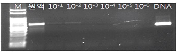 역병균 유주자 농도에 따른 PCR 검출 효율