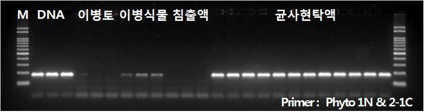 역병균(P.capsici) 에 감염된 식물체 및 토양으로부터 역병균 검출