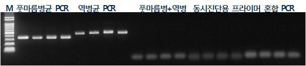 역병균과 풋마름병 동시진단 결과