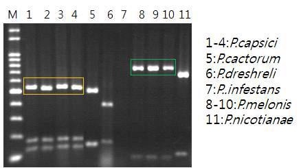 역병균주별 ITS1 & ITS4 PCR 증폭 산물에 대한 제한효소 AluⅠ처리결과