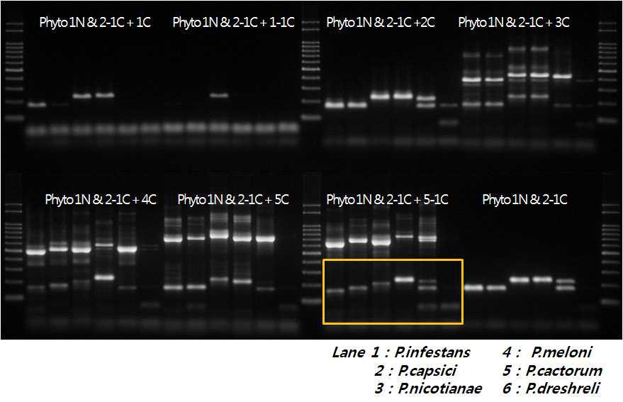 과채류 Phytophthora 屬 역병균 종(species) 특이적 프라이머 선발