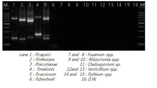 역병균 종특이적 프라이머에 대한 토양전염성 진균 검출 특이성 비교