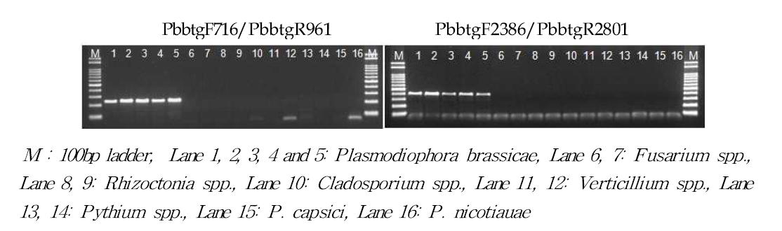 진단용 프라이머세트를 이용한 Plasmodiophora brassicae균 PCR 결과