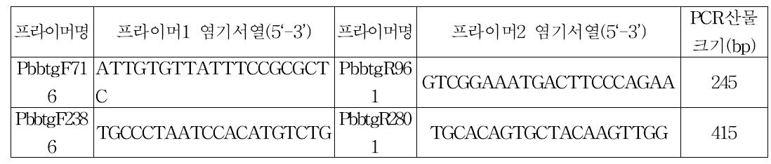 배추 뿌리혹병 진단용 프라이머 세트 조합 및 PCR산물 크기