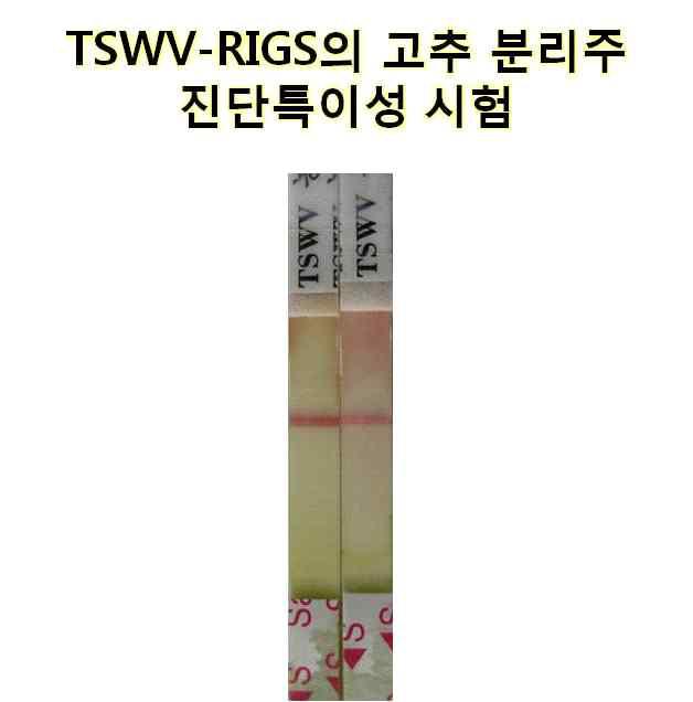 고추에 발생하는 TSWV에 대해 반응하지 않는 진단 특이성을 보임