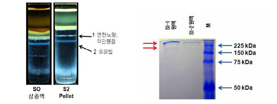 TYLCV 바이러스 순수정제 8차 시도로 분리된 단백질 전기영동결과 TYLCV의 전형적인 단백질 밴드(30.3kDa)가 나타나지 않음