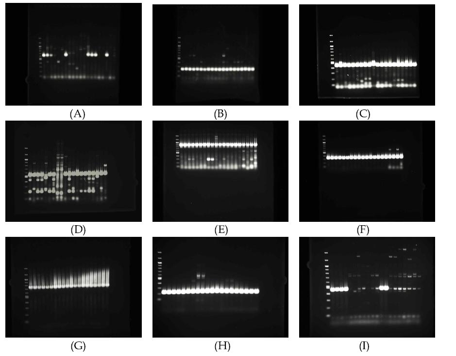 PCR amplifications from 20 strains of Pectobacterium carotovorum pathovar carotovorum (Pcc) by bacteriocin genes. Significant efficiencies were recognised in (B), (C), (F), (G) and (H).