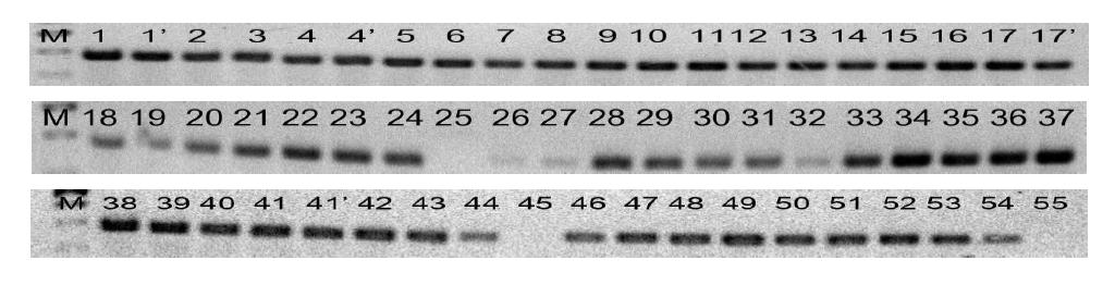 Efficiency test of the P. carotovorum specific primer pair ERB3F and ERB3R.