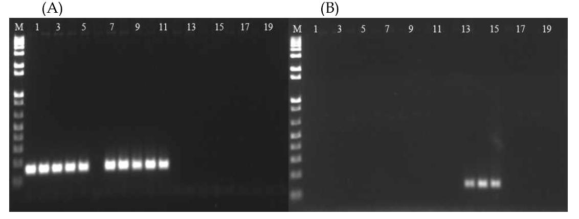 Clavibacter michiganensis subsp. michiganensis와 C. michiganensis subsp. sepedonicus의 hyporthetical protein을 종 특이 프라이머 CmmF/R과 CmsF/R primer set을 이 용한 PCR 증폭 결과. Lane M, Size marker (1Kb plus DNA ladder; Gibco BRLTM); lanes 1-19