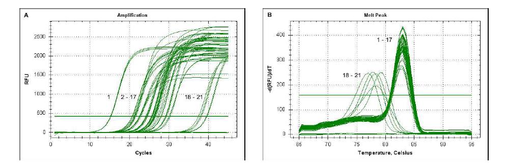 Specific detection of Acidovorax citrulli by SYBR Green real-time direct PCR in infected watermelon samples using the primer set AC158F/R. Fluorescence intensity corresponding to a YD repeat protein from A. citrulli amplified using primer set AC158F/R.