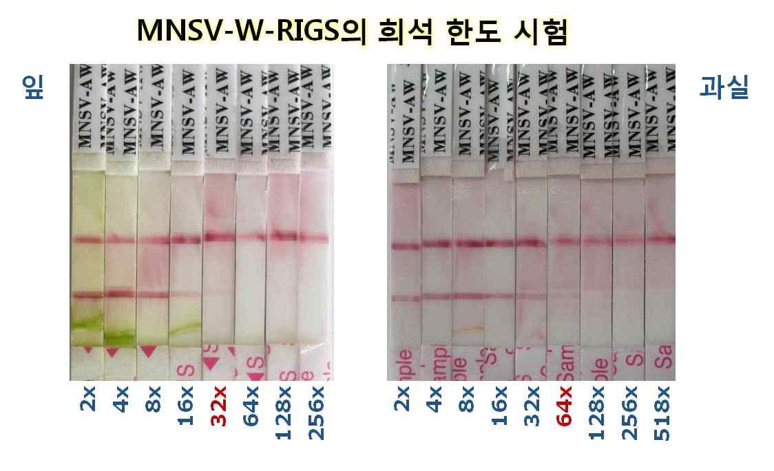 MNSV-W-RIGS 진단키트의 희석한도는 잎에서 32배 과실에서 64배 이었음