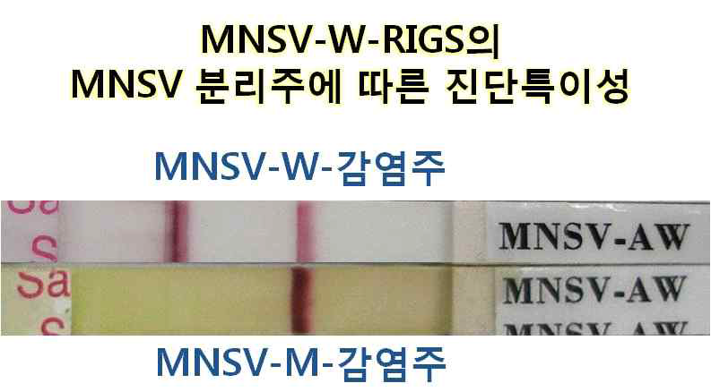 MNSV-W-RIGS 진단 키트는 멜론에서 분리한 MNSV와 반응하지 않는 높은 진단특이성을 보임