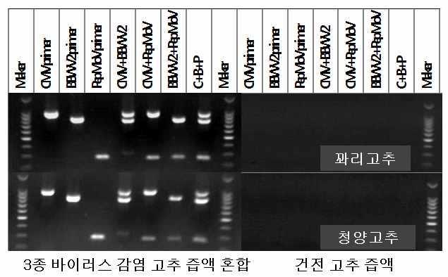 감염주 혼합 즙액에 대해 ST1-13을 구성하는 3종 프라이머는 단독, 2종 및 3종 바이러스 동시진단 특이성이 높음