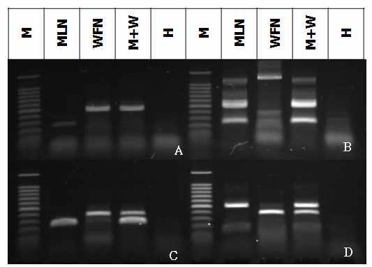 멜론과 수박에 발생하는 MNSV의 유전적 차이를 이용하여 분리주 구별