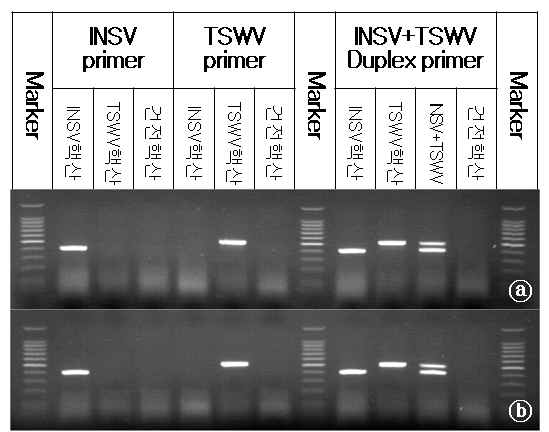 특허출원한 INSV와 TSWV Duplex primer는 진단 특이성이 매우 높음