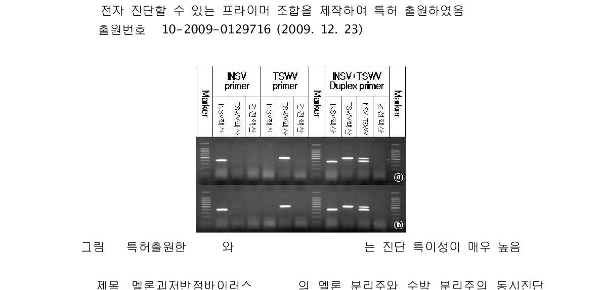 특허출원한 INSV와 TSWV Duplex primer는 진단 특이성이 매우 높음