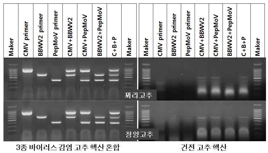 감염주 혼합 핵산에 대해 nST13을 구성하는 3종 프라이머는 단독, 2종 및 3종 바이러스 동시진단 특이성이 높음