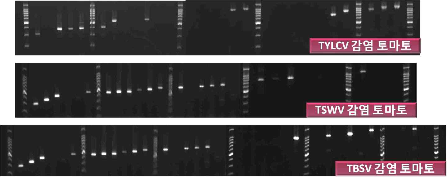 바이러스별 간편유전자 (VC/RT-PCR) 진단법에 의한 특이 프라이머 선발 시험