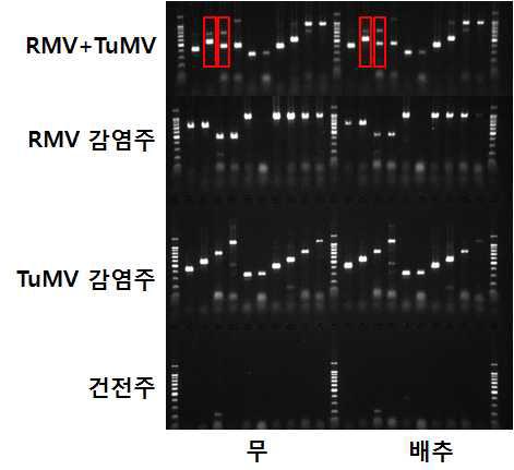 RMV와 TuMV에 감염된 무와 배추의 즙액을 이용한 바이러스 동시진단에서 D2, D3조합에서 특이성이 높음