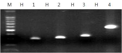 INSV 진단용 4종 primer를 사용한 RT-PCR M : marker, H : 건전주, 1; 341bp, 2; 348bp, 3; 395bp, 4; 602bp