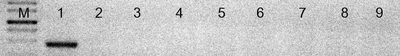 Negative specificity test. Lane 1 to Lane 9 are Pectobacterium carotovorum subsp. carotovorum (positive control), Xanthomonas oryzae pv. oryzae, Shigella dysenteriae, Salmonella enterica subsp. enterica, Paenibacillus larvae subsp. larvae, Escherichia coli, Shigella sonnei, Solanum tuberosum, Brassica pekinensis, respectively.