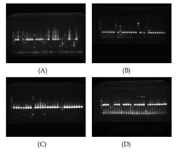 PCR amplifications from 29 strains of Pectobacterium carotovorum pathovar carotovorum (Pcc) by gene specific primers. (A) birA gene specific, (B) rci gene specific, (C) traE gene specific, and (D) budR gene specific primer sets were used.