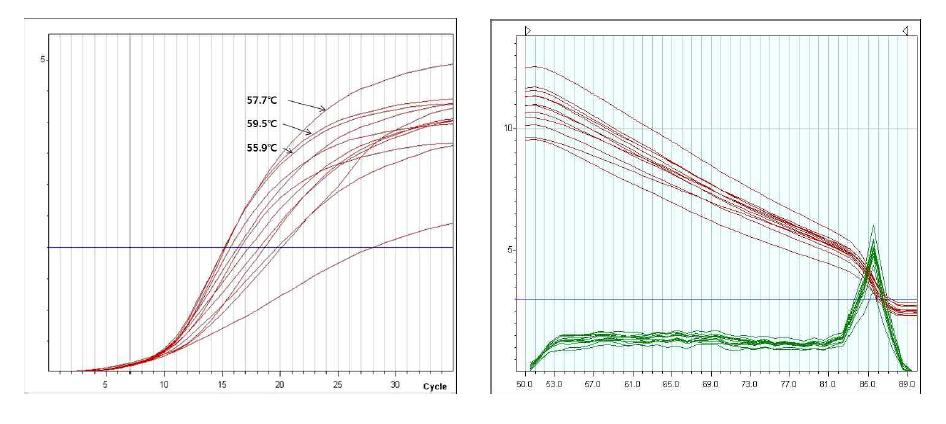 □ 초고속 정량 PCR 예비실험 ○ Real-time PCR 하에서의 최적 annealing 온도의 범위를 설정하기 위하여 annealing 온도에 gradient를 주어 Real-time PCR을 수행하였다. Figure 5 Optimal annealing temperature of pPCC042. The loewst Ct value was 12.385 at 57.7℃. The melting point was 85.59~85.96℃.