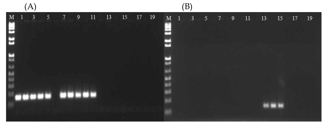 Clavibacter michiganensis subsp. michiganensis와 C. michiganensis subsp. sepedonicus의 hyporthetical protein을 종 특이 프라이머 CmmF/R과 CmsF/R primer set 을 이용한 PCR 증폭 결과. Lane M, Size marker (1Kb plus DNA ladder; Gibco BRLTM); lanes 1-19 listed in Table 1. Lane 20, Distilled Water.