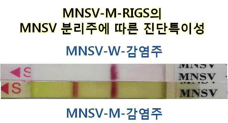 MNSV-M-RIGS 진단 키트는 수박에서 분리한 MNSV-W분리주와 반응하지 않는 높은 특이성을 보임