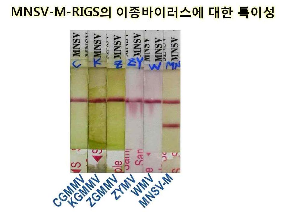 MNSV-M-RIGS는 멜론에 발생하는 다른종류의 바이러스 (CGMMV, KGMMV, ZGMMV, ZYMV, WMV)에 비특이 나타나지 않아 높은 특이성을 보임